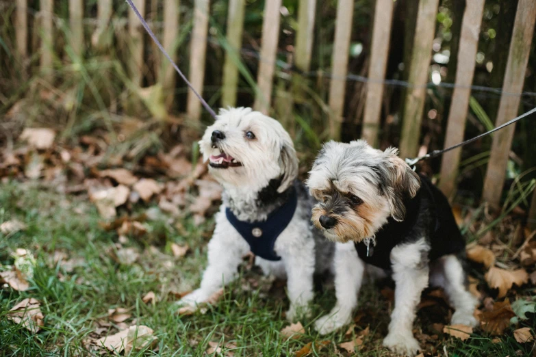 two small dogs standing next to each other on a leash, a portrait, by Emma Andijewska, pexels, happening, in the garden, thumbnail, cosy, mills