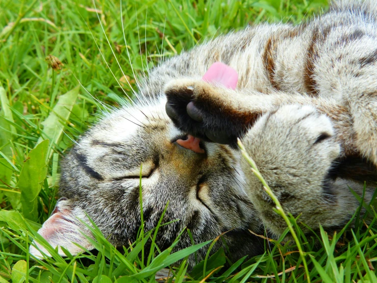 a cat laying on its back in the grass, hand on his cheek, pink nose, paw pads, holding an epée