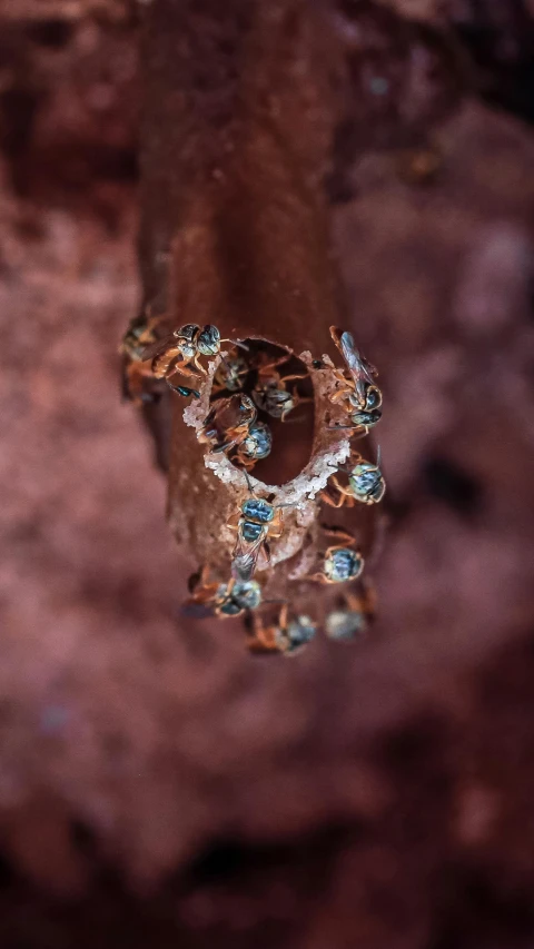 a close up of a ring on a rock, by Jesper Knudsen, pexels contest winner, hurufiyya, swarming with insects, copper goat skulls, detailed droplets, brown and cyan color scheme