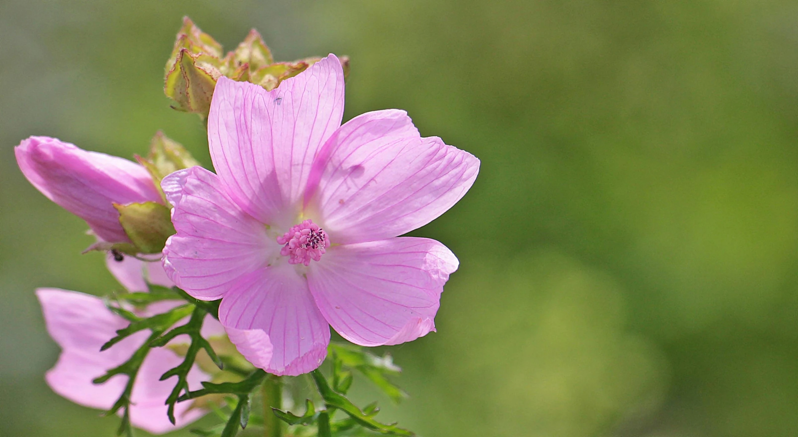 a close up of a pink flower on a stem, by Helen Biggar, pixabay contest winner, flax, on a sunny day, cosmos, today\'s featured photograph 4k