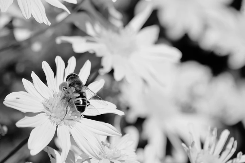 a black and white photo of a bee on a flower, by Jan Rustem, 1024x1024, photographic print, summer morning light, ari aster