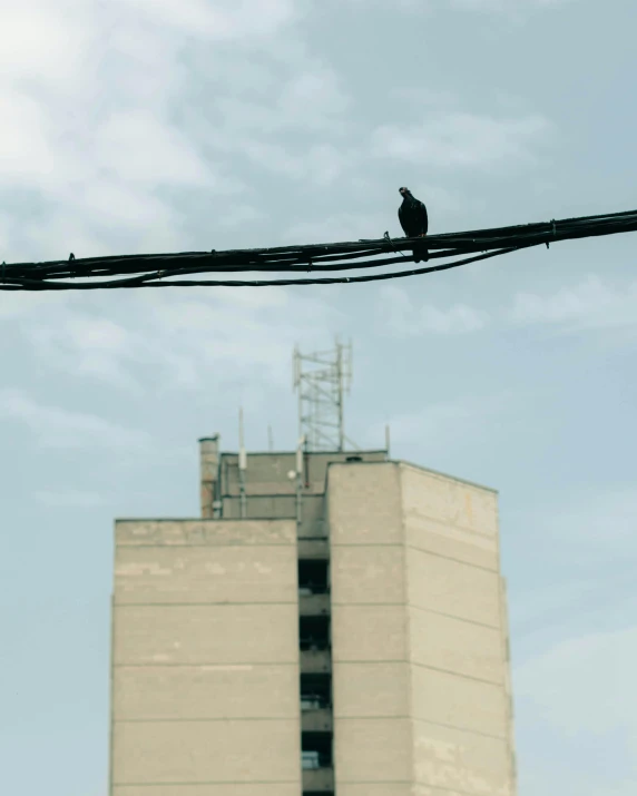 a bird sitting on top of a power line next to a tall building, an album cover, unsplash, brutalism, ignant, crow, set photo