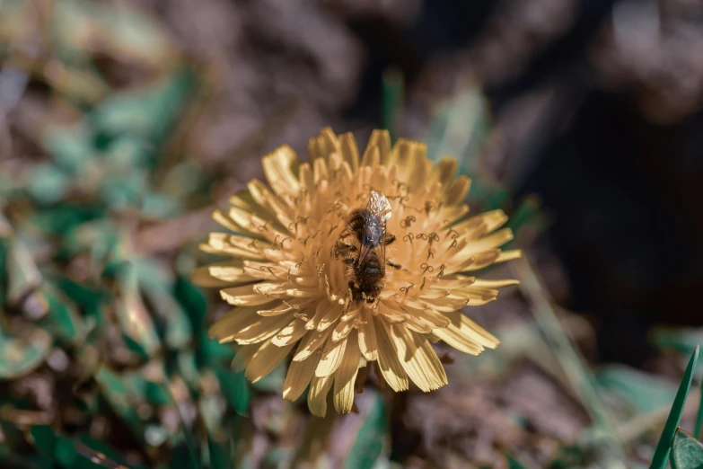 a bee sitting on top of a yellow flower, unsplash, hurufiyya, dried flower, brown, fan favorite, ant view