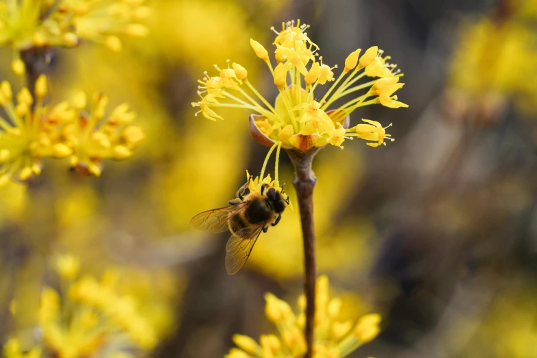 a bee sitting on top of a yellow flower