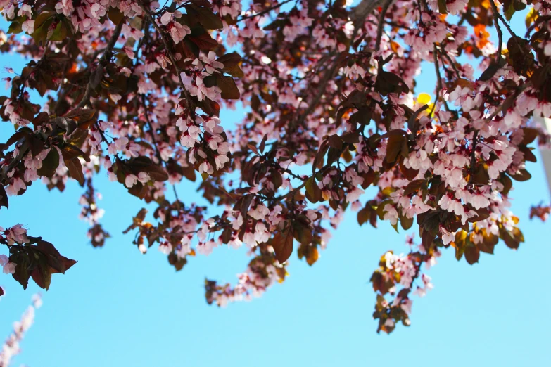 a tree with pink flowers against a blue sky, by Julia Pishtar, unsplash, cherry, brown, shot on sony a 7, portrait photo