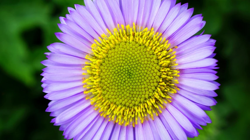 a close up of a purple flower with a yellow center, by Jan Rustem, flower power motifs, majestic view, yellow purple green, vista view