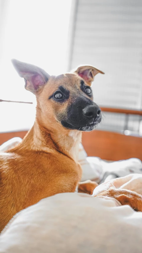 a brown dog laying on top of a bed, inspired by Elke Vogelsang, trending on unsplash, renaissance, thumbnail, low quality photo, adoptable, listing image