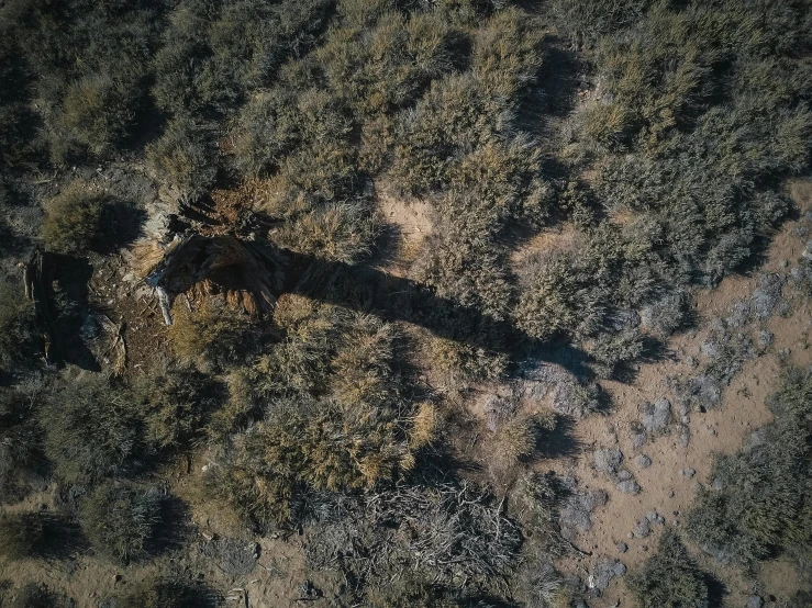 an aerial view of a horse grazing in a field, by Daniel Lieske, desert camouflage, dead tree, low angle shot, desolate :: long shot