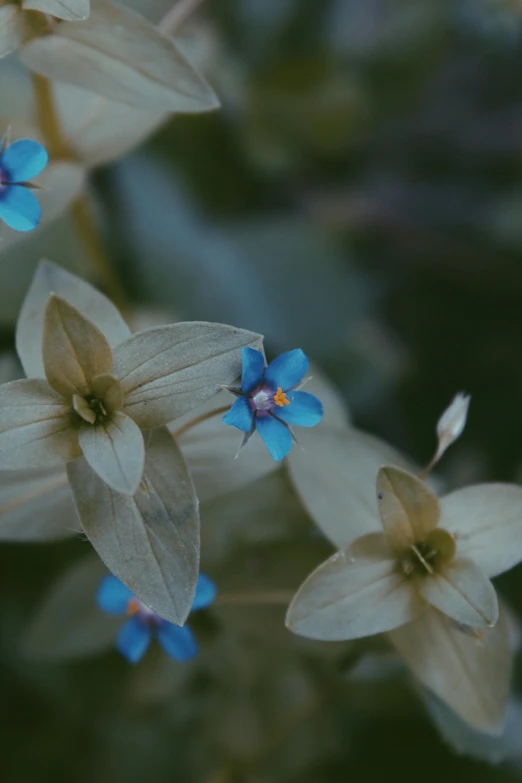 a close up of a bunch of blue flowers, a macro photograph, by Attila Meszlenyi, unsplash, small plants, brown, vanilla, ignant