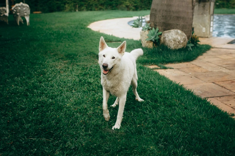 a white dog standing on top of a lush green field, unsplash, shin hanga, in the yard, smiling for the camera, a dingo mascot, at full stride