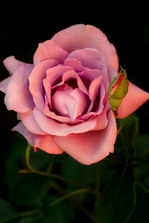 a close up of a pink rose on a black background, pexels contest winner, taken at golden hour, lavender blush, emerald, new mexico