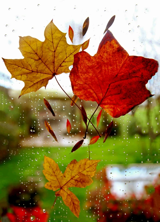 a close up of a window with leaves on it, slide show, seasonal, multicoloured