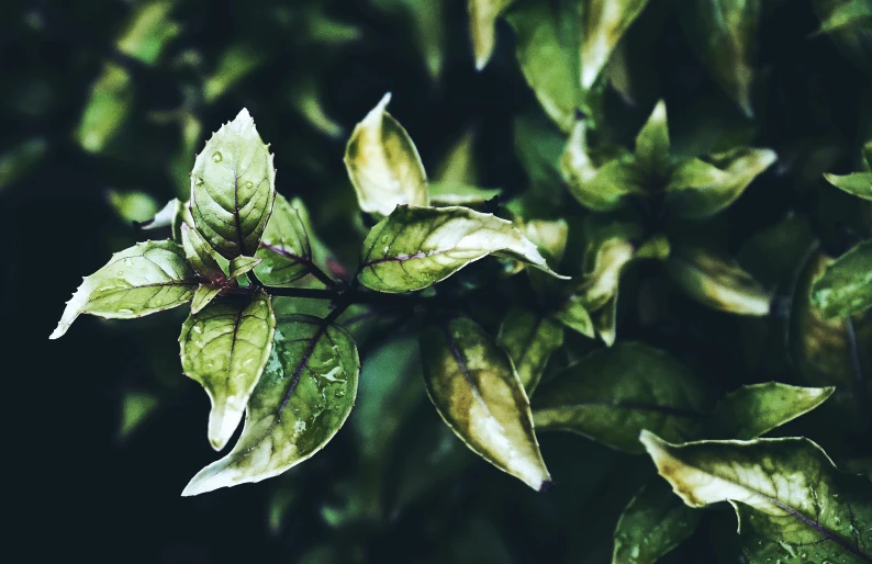 a close up of a plant with green leaves, trending on pexels, instagram picture, gloomy mood, gilt-leaf winnower, instagram post