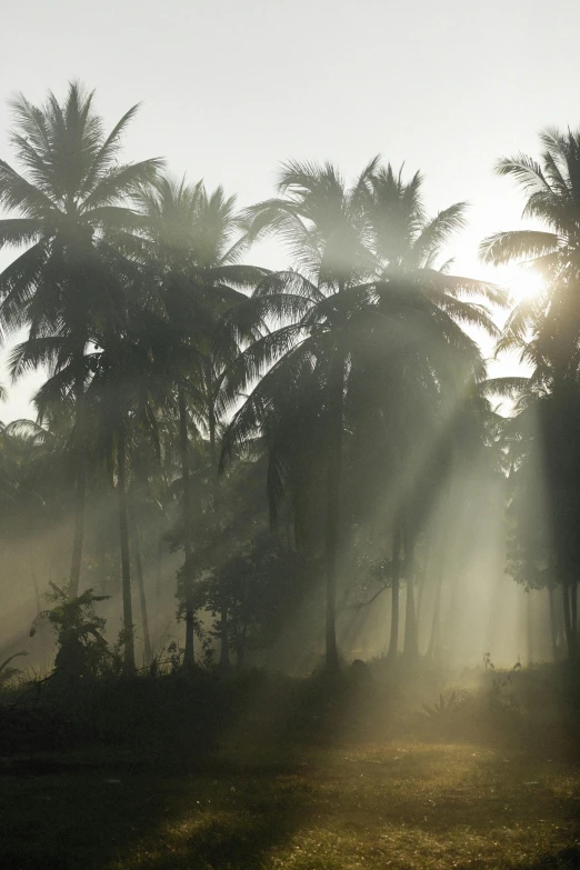 the sun is shining through the palm trees, by David Donaldson, sumatraism, foggy light from fires, sri lanka, farms, great light and shadows”