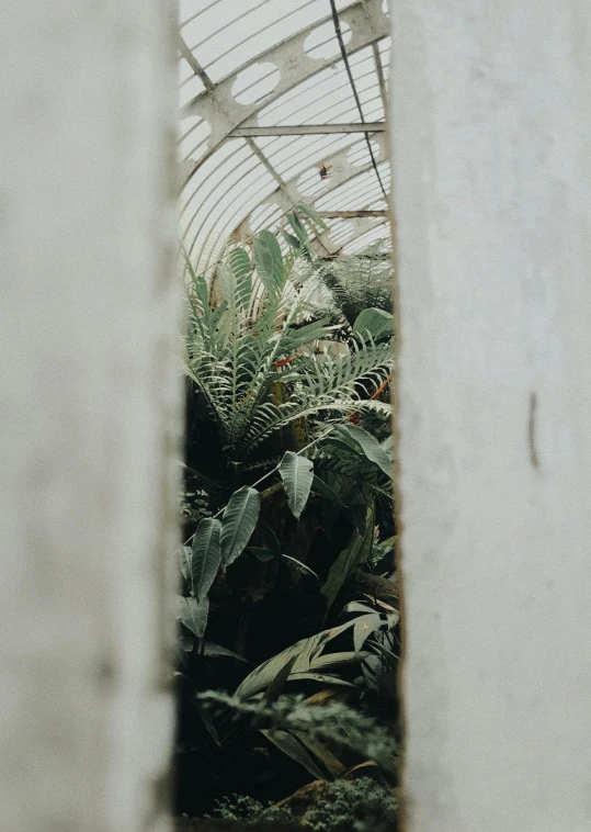 a greenhouse filled with lots of green plants, inspired by Elsa Bleda, unsplash contest winner, visual art, ferns and mold on concrete, looking through a portal, desert white greenhouse, high angle close up shot