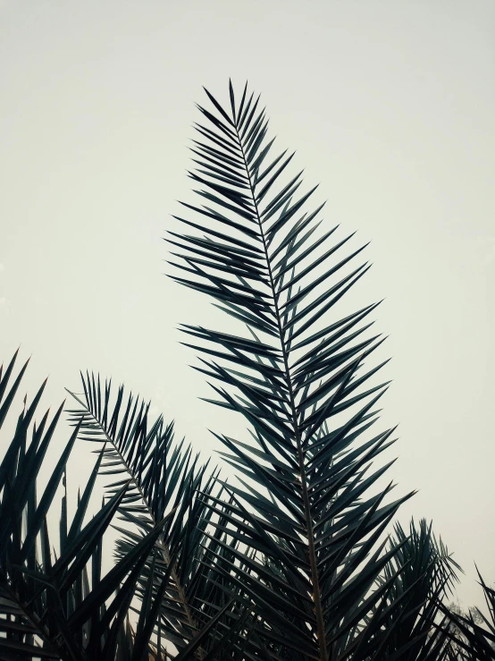 a palm tree is silhouetted against the sky, by Adam Pijnacker, postminimalism, botanical herbarium, ((trees))