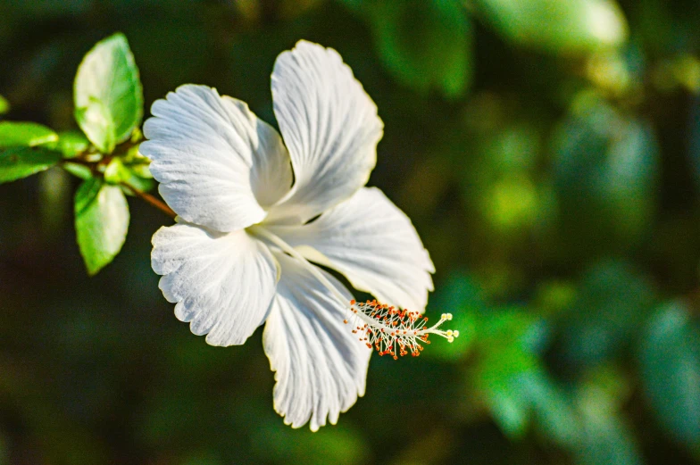a close up of a white flower on a plant, unsplash, hurufiyya, hibiscus, multiple stories, puerto rico, as photograph