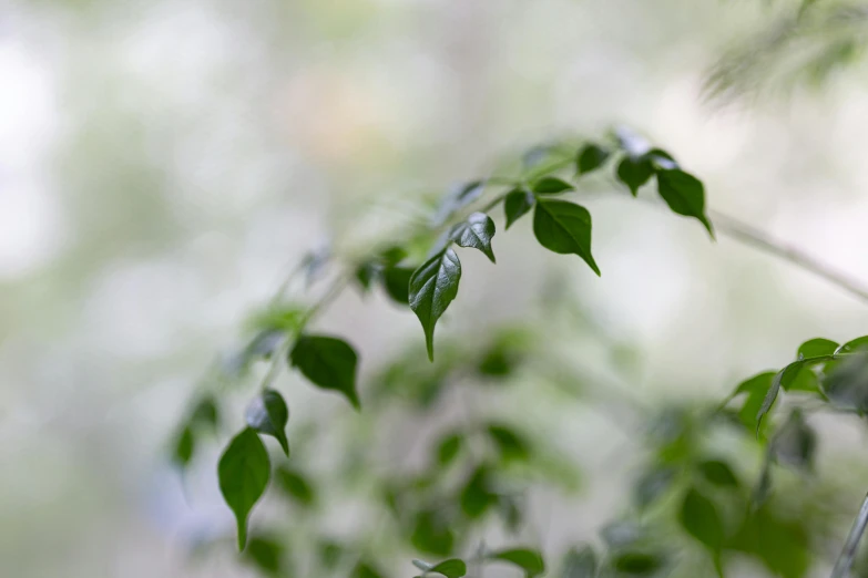 a bird perched on a branch of a tree, unsplash, very large basil leaves, overcast bokeh - c 5, miniature forest, high res photograph