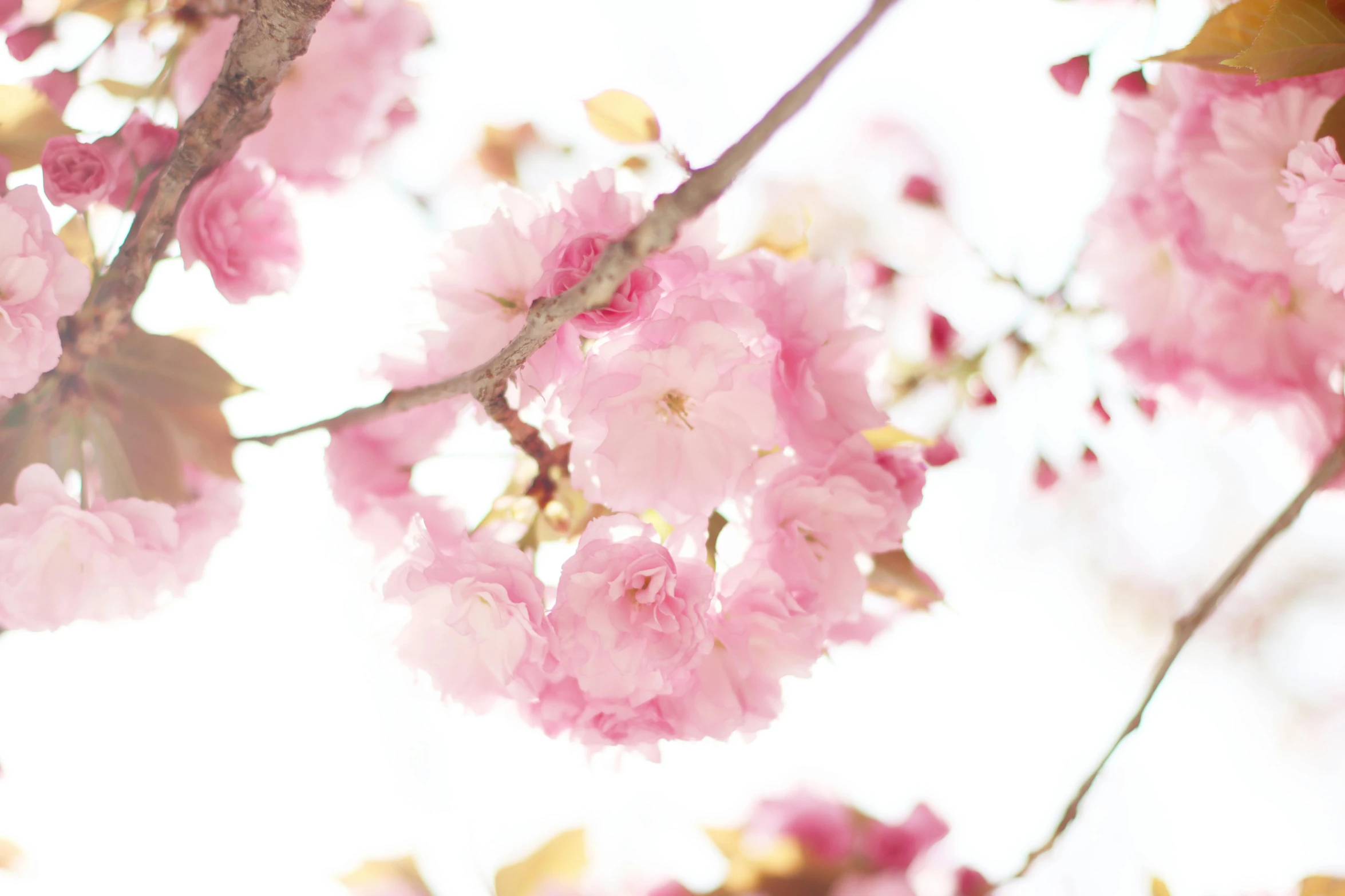 a close up of some pink flowers on a tree, by Niko Henrichon, trending on unsplash, romanticism, rinko kawauchi, sunny sky, high-key, japanese flower arrangements