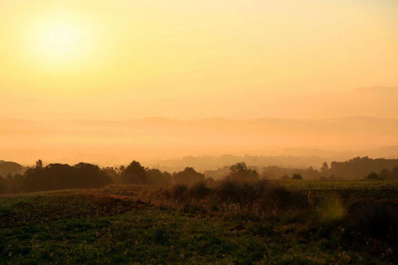 a couple of cows standing on top of a lush green field, by Julian Hatton, pexels contest winner, romanticism, light orange mist, sunset panorama, autumn field, hazy fog