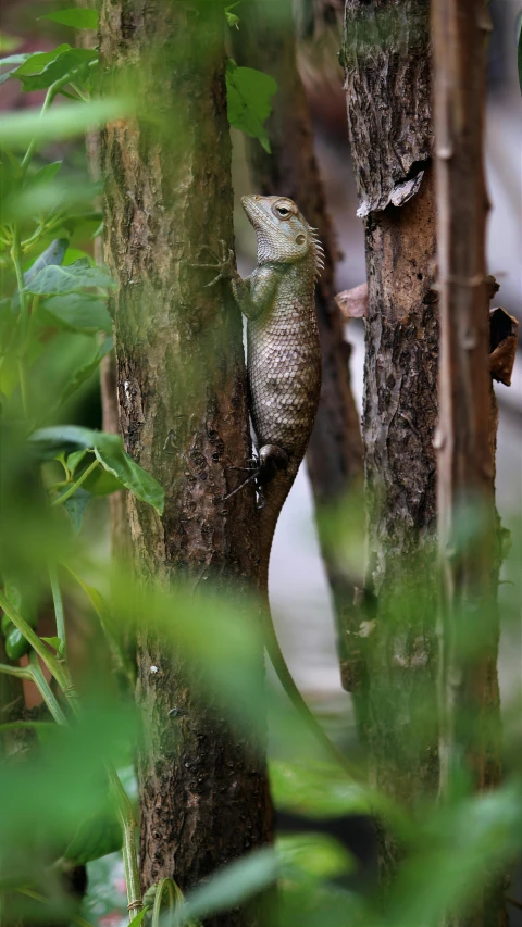 a couple of birds sitting on top of a tree, pexels, sumatraism, lizard tail, hiding behind obstacles, dressed in a worn, reptil