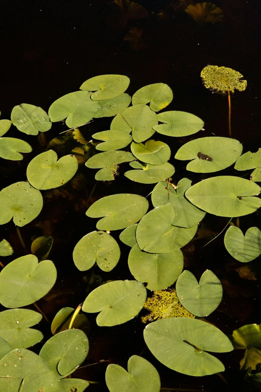 a pond filled with lots of green water plants, by Jan Rustem, award winning nature photograph, amphibians, dark yellowish water, low detail
