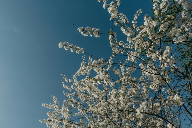 a jetliner flying through a blue sky next to a tree, by Peter Churcher, unsplash, white blossoms, medium format. soft light, cinematic shot ar 9:16 -n 6 -g, cherry explosion