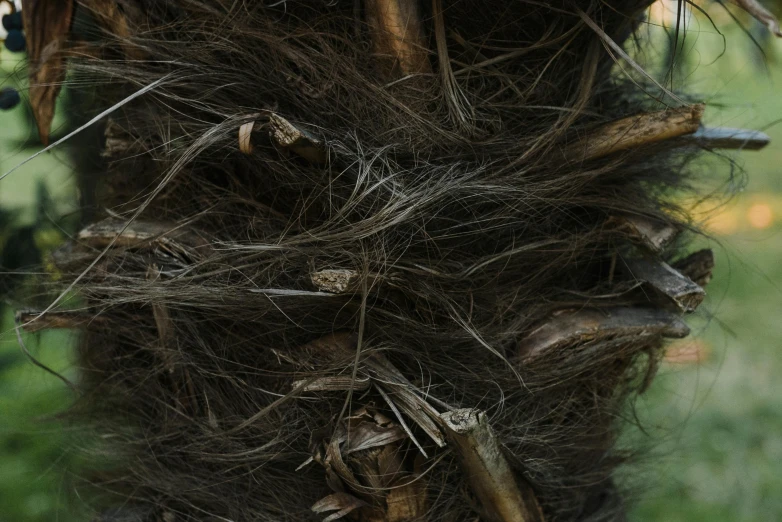 a bird sitting on top of a palm tree, an album cover, inspired by Patrick Dougherty, unsplash, conceptual art, black lung detail, ignant, clumps of hair, hibernation capsule close-up