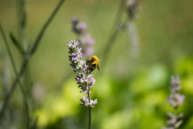 a bee sitting on top of a purple flower, color ( sony a 7 r iv, fan favorite, lynn skordal, mint