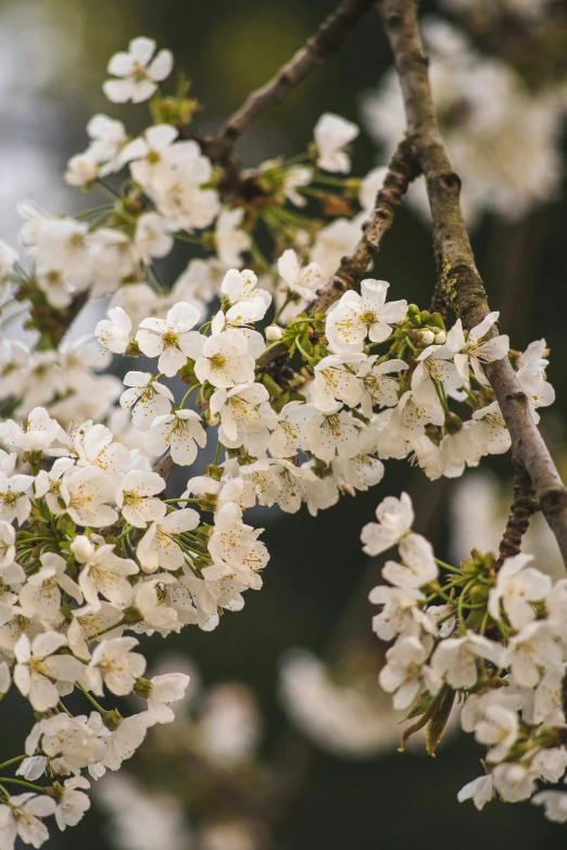 a bird perched on a branch of a cherry tree, an album cover, trending on unsplash, renaissance, white blossoms, paul barson, hillside, full frame image