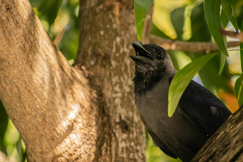 a black bird sitting on top of a tree branch, pexels contest winner, screeching, avatar image, australian, no cropping