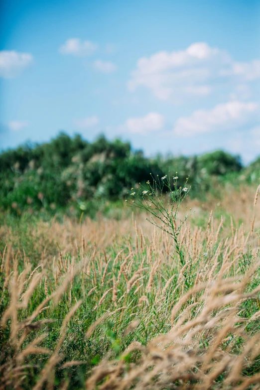 a giraffe standing on top of a lush green field, unsplash, land art, tall grown reed on riverbank, shot of film, wheat fields, analogue photography