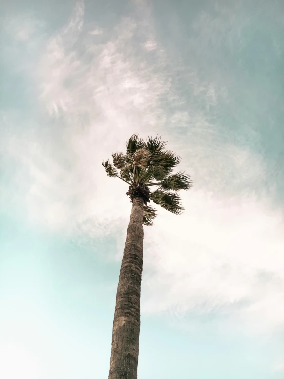 a tall palm tree sitting on top of a lush green field, unsplash contest winner, minimalism, looking upwards, instagram story, it's californication, view from the streets