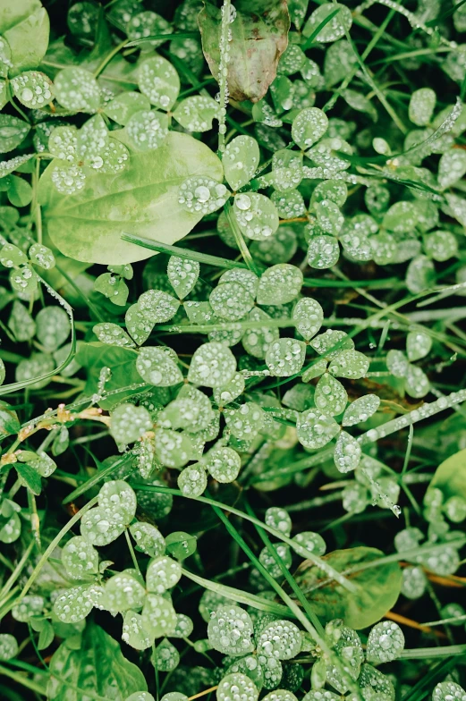 a bunch of green plants with water droplets on them, clover, dense thickets on each side, promo image, platinum