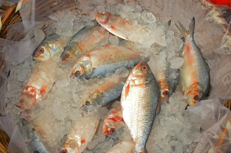 a basket full of fish sitting on top of ice, a photo, trending on unsplash, renaissance, bushy white beard, warm shading, aged 13, shiny and sparkling