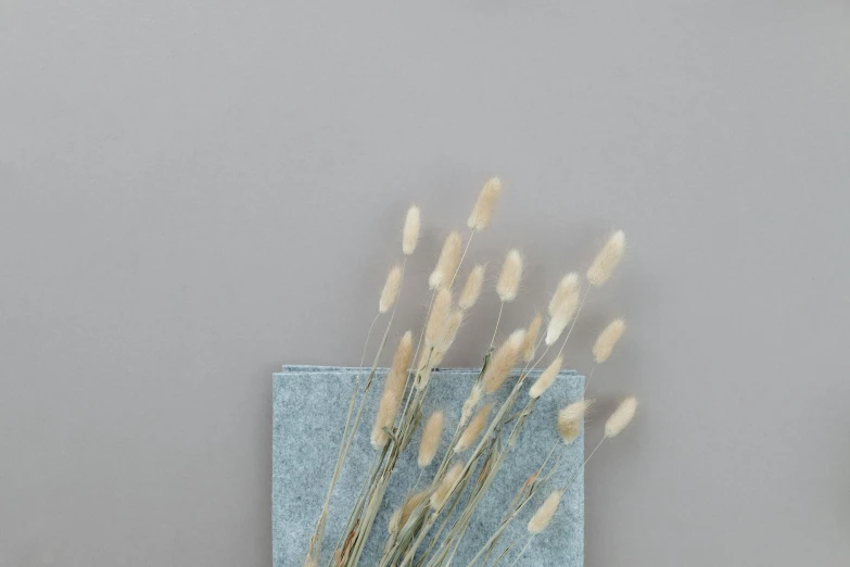 a couple of vases sitting on top of a table, an album cover, by Ruth Simpson, trending on unsplash, conceptual art, soft blue texture, seeds, light grey fur, detailed grass