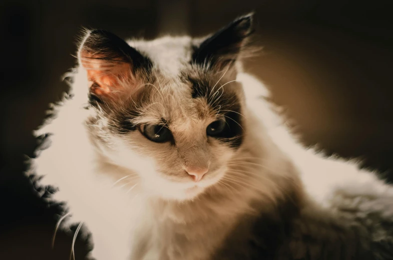 a close up of a cat looking at the camera, trending on pexels, fluffy ears and a long, dimly lit, instagram post, high quality photo