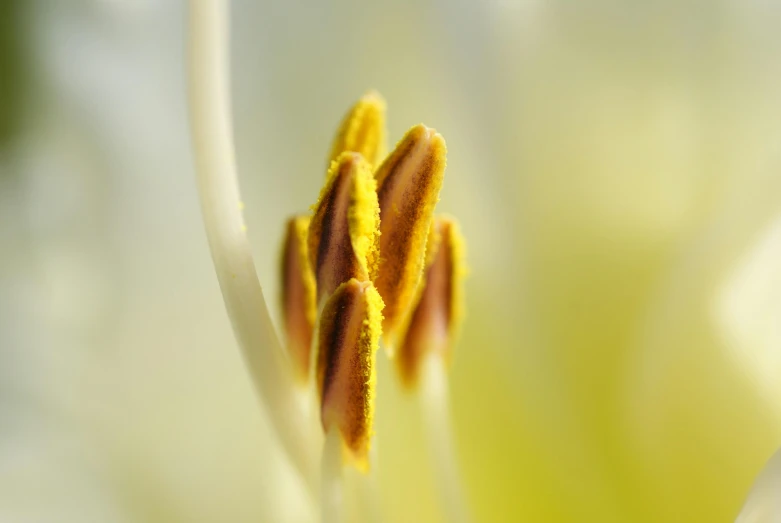 a close up of a white flower with yellow stamen, a macro photograph, by David Simpson, unsplash, yellow aura, willow plant, shot on sony a 7, lily petals