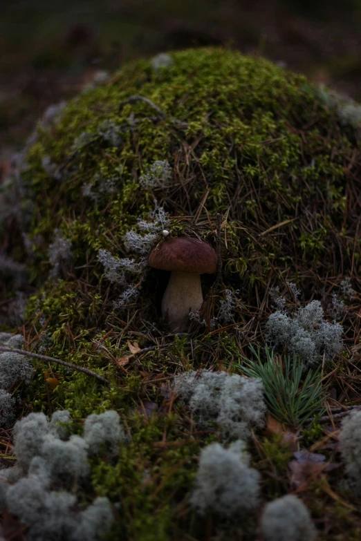 a mushroom that is sitting in the grass, a macro photograph, by Filip Hodas, land art, roofed forest, intricate environment - n 9, brown