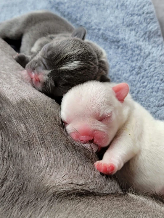 a couple of baby animals laying next to each other, a picture, featured on reddit, pink and blue, grey, non-binary, up-close