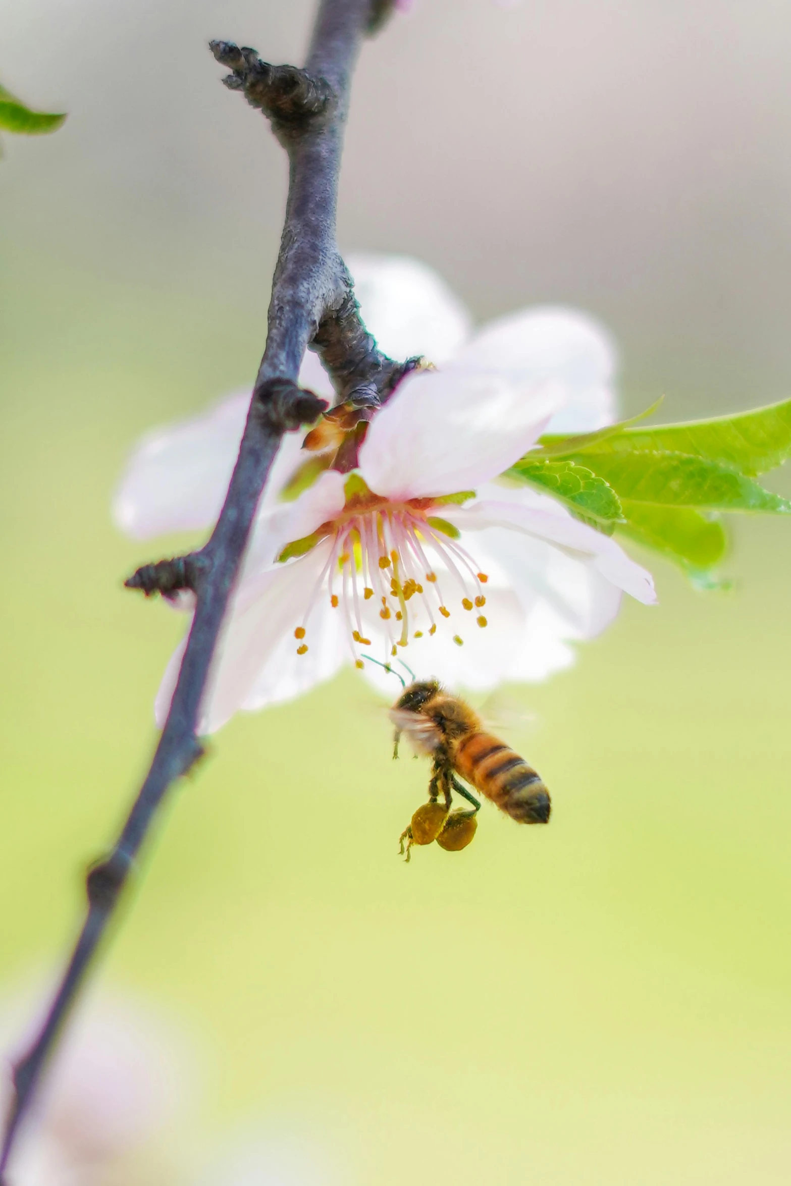 a bee on a flower with a blurry background, trending on unsplash, happening, almond blossom, paul barson, slide show, full frame image