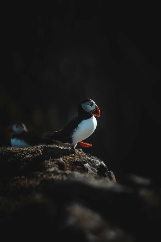 a couple of birds sitting on top of a rock, facing the camera, shot on hasselblad, atlantic puffin, high-quality photo