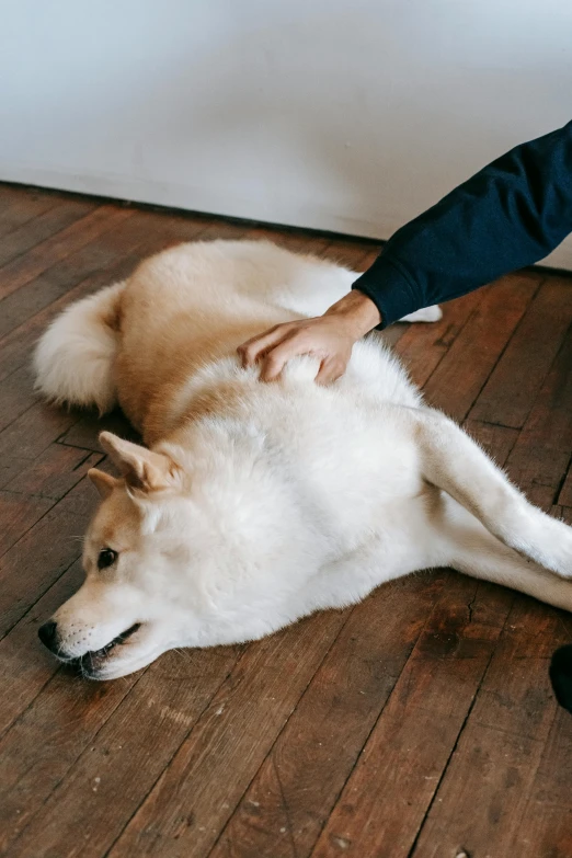 a person petting a dog laying on the floor, kano tan'yu, foam, physical, soothing