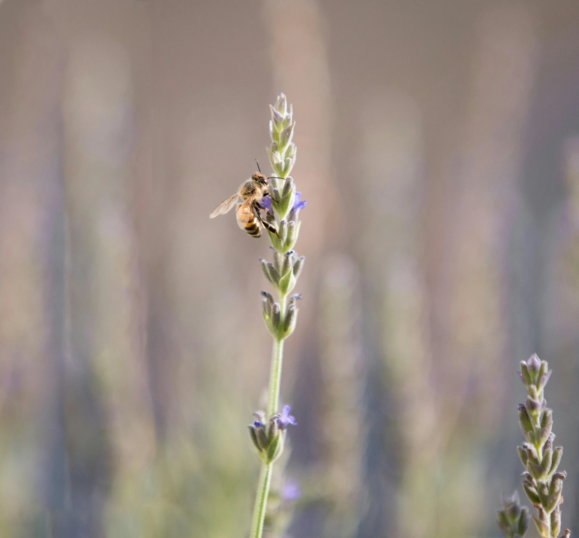 a bee sitting on top of a purple flower, in the middle of a field, paul barson, lavender blush, stacked image