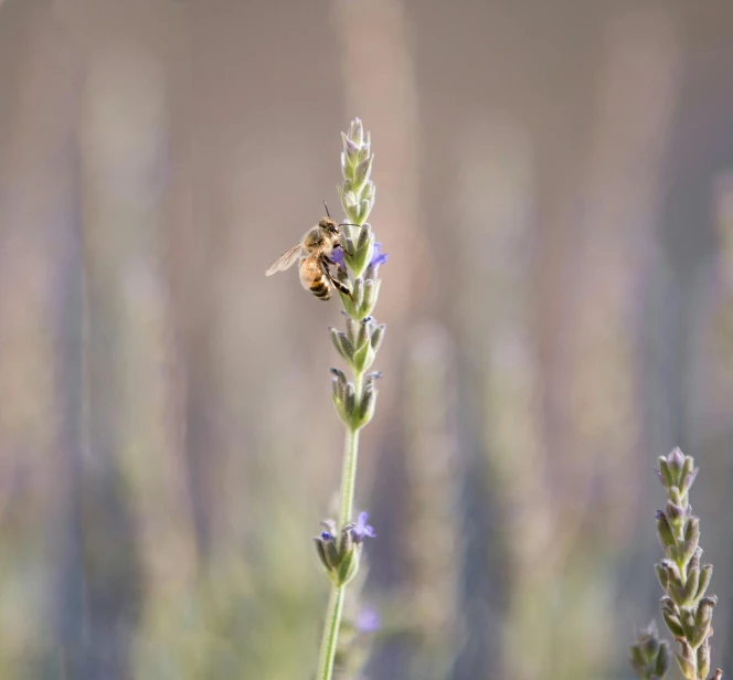 a bee sitting on top of a purple flower, in the middle of a field, paul barson, lavender blush, stacked image