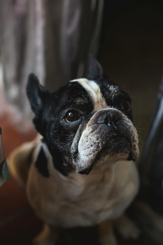 a black and white dog looking up at the camera, trending on unsplash, renaissance, french bulldog, multiple stories, old male, grumpy [ old ]