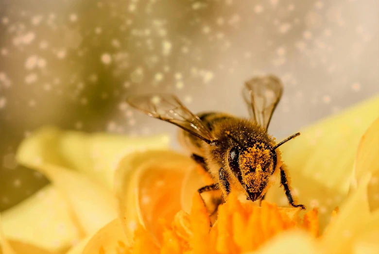 a bee sitting on top of a yellow flower, fairy dust in the air, avatar image, promo image, honeycomb halls