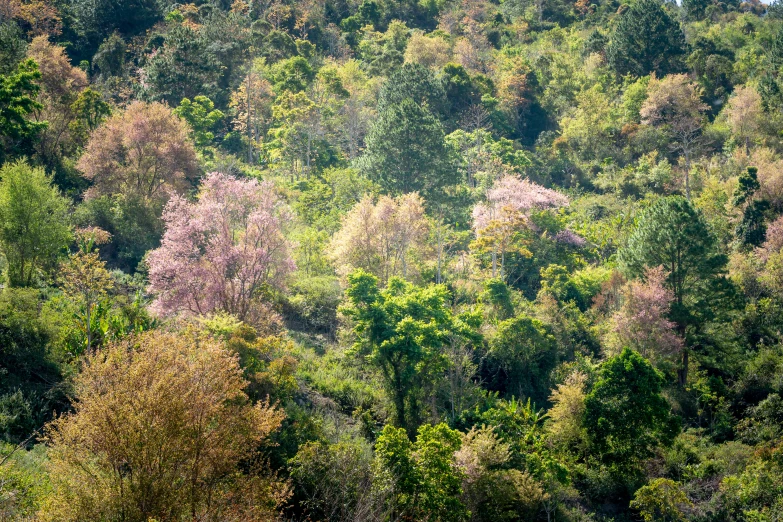 a herd of cattle grazing on top of a lush green hillside, a portrait, mingei, tall purple and pink trees, nature photo, taiwan, withering autumnal forest