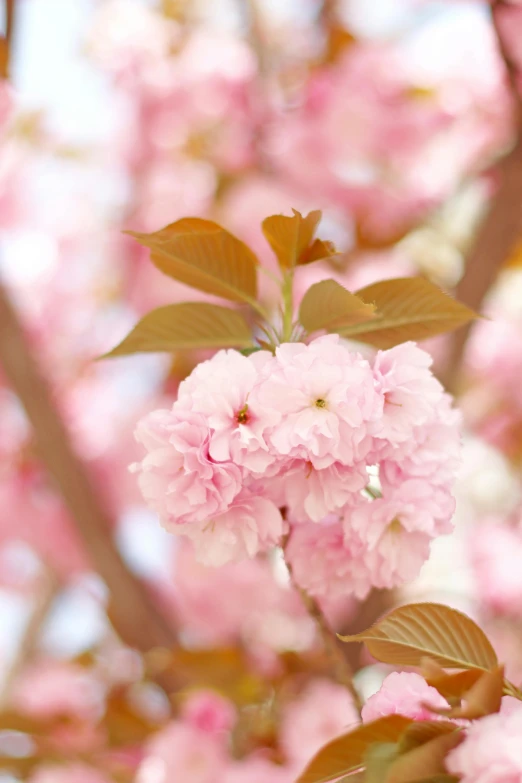 a bunch of pink flowers on a tree, no cropping