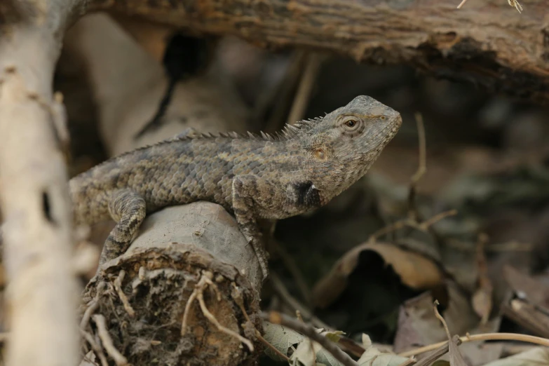 a lizard sitting on top of a tree branch, by Gwen Barnard, pexels contest winner, hurufiyya, close up shot a rugged, crawling on the ground, warm coloured, grey